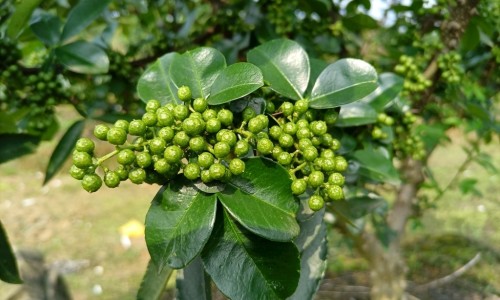 茶油洗头的功效和作用网—知名的茶油有什么功效与作用 茶油怎么吃网站,分享茶油炒蛋的作用与功效知识