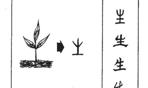 茶油洗头的功效和作用及禁忌-茶油洗头的功效和作用网—知名的茶油有什么功效与作用 茶油怎么吃网站,分享茶油炒蛋的作用与功效知识